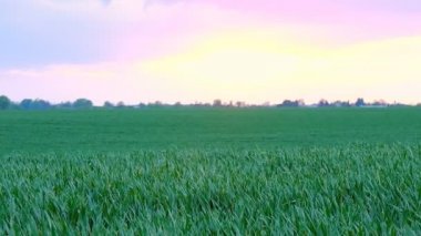 günbatımı çim alanın üzerinde