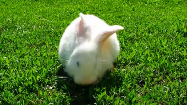 White rabbit on green grass — Stock Video