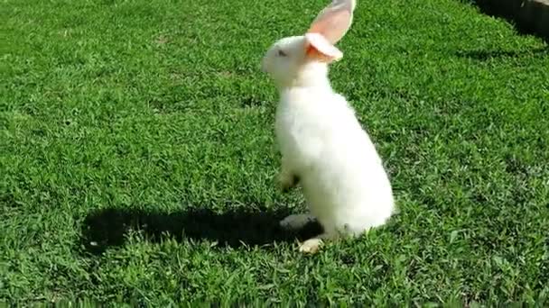 White rabbit on green grass staying — Stock Video