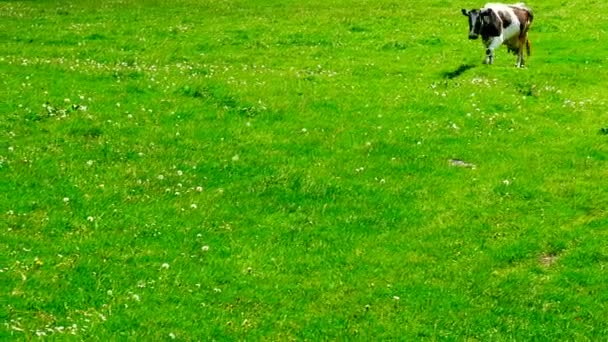 Cow goes through a meadow — Stock Video