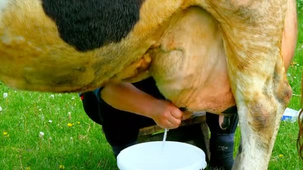 Milker milk a cow. — Stock Video