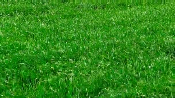 L'herbe verte souffle dans le vent .