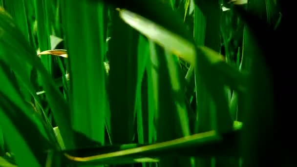 Зеленое поле молодой пшеницы . — стоковое видео