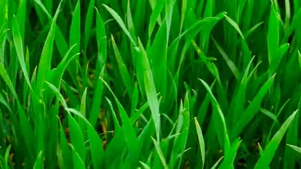 Primeros planos de hierba verde. — Vídeos de Stock