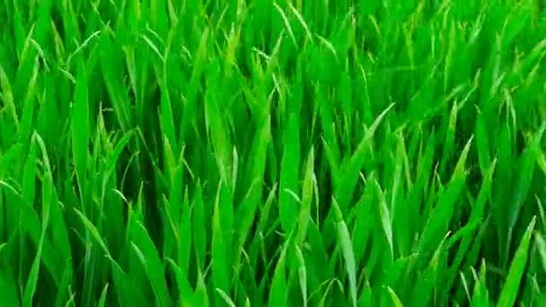 Primeros planos de hierba verde. — Vídeo de stock