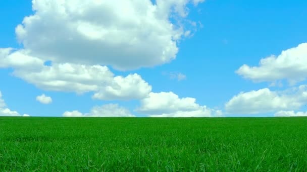 Campo verde y cielo nublado — Vídeo de stock