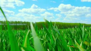 Yeşil Alan ve Bulutlu Gökyüzü