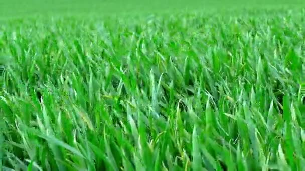 Zielona trawa zbliżenie. — Wideo stockowe