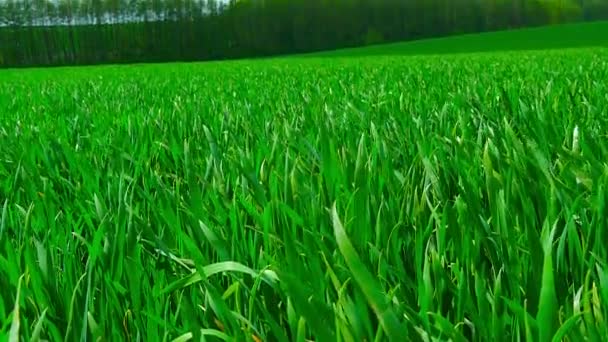 Campo verde e céu nublado — Vídeo de Stock