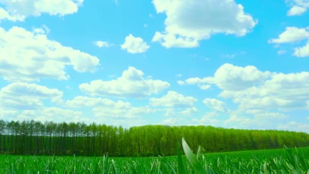 Πράσινο πεδίο και συννεφιασμένος ουρανός — Αρχείο Βίντεο