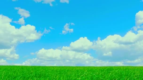 Green field and cloudy sky — Stock Video