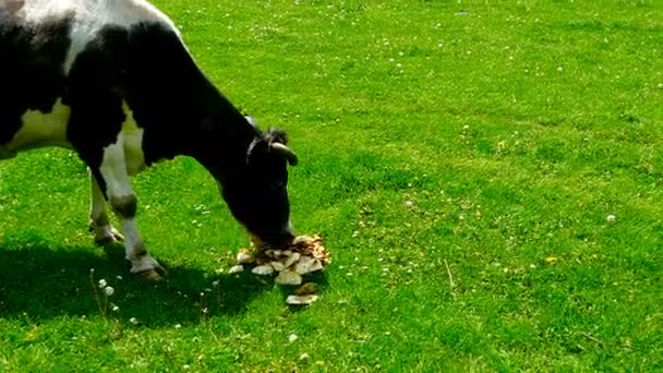 Cow eats potatoes at grass — Stock Footage Cow eats potatoes at grass Royalty Free Stock Video