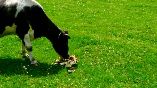 Cow eats potatoes at grass — Stock Video