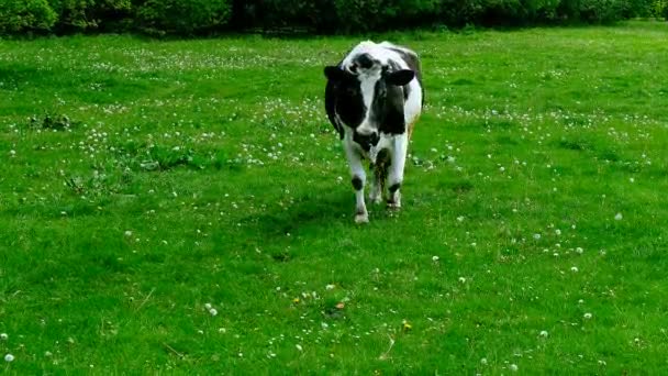 Vaca passa por um prado . — Vídeo de Stock