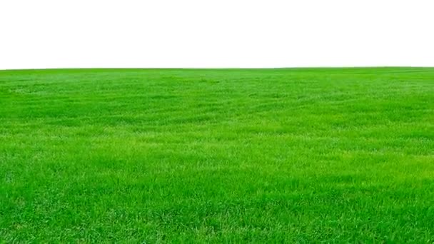 Green field on white background. — Stock Video