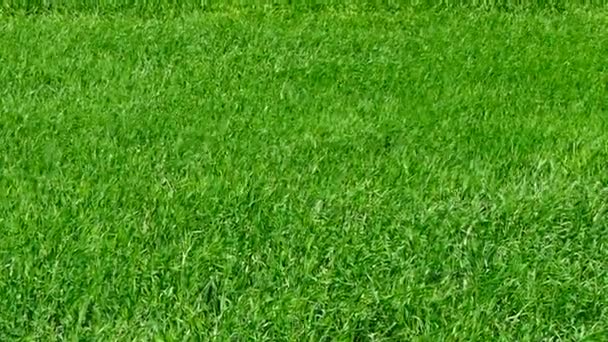 Zielona trawa jest wiejący wiatr. — Wideo stockowe