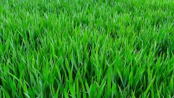 Green field and cloudy sky — Stock Video