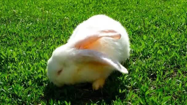 Conejo blanco sobre hierba verde — Vídeo de stock