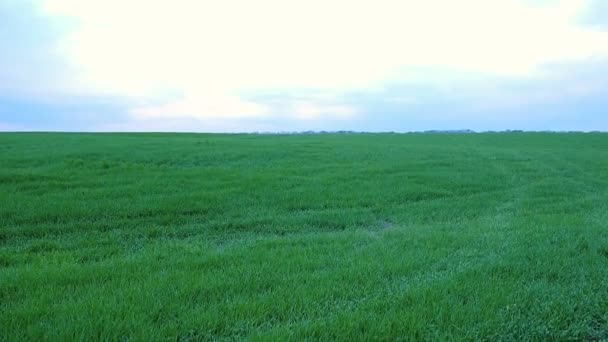 Nubes del atardecer sobre campo de hierba — Vídeos de Stock