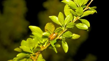 Bir ağaç dalı geceleri rahatsız.