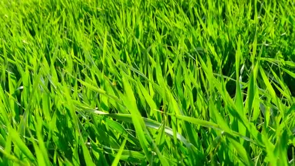 Gros plan du coucher de soleil sur l'herbe verte .