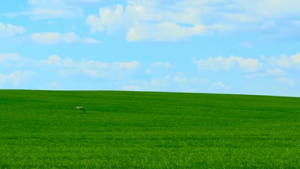 Cigüeña blanca recogiendo gusanos en un campo — Vídeo de stock