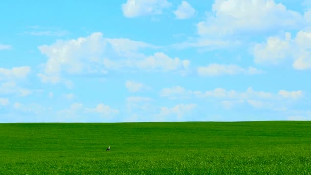 White stork picking worms on a field — Stock Video