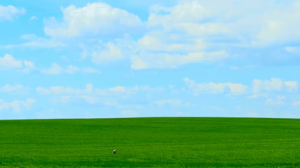 Weißstorch pflückt Würmer auf einem Feld — Stockvideo