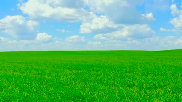 Grönt fält och molnigt himmel — Stockvideo