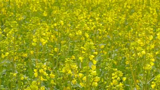 Campo de violación amarillo después de la lluvia . — Vídeo de stock