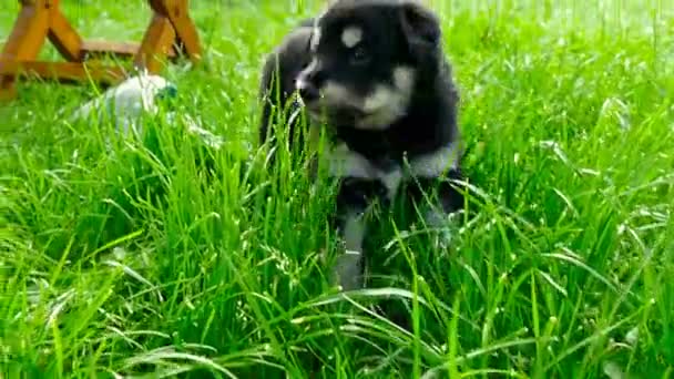 雑種の子犬のクローズ アップ — ストック動画