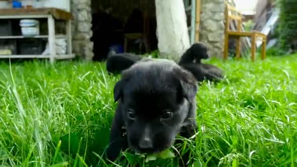 Mgrel filhote de cachorro closeup — Vídeo de Stock