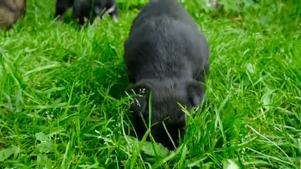 Bastaard pup closeup — Stockvideo