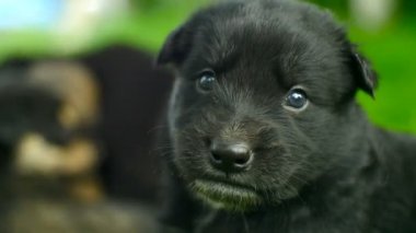 Melez köpek yavrusu portre