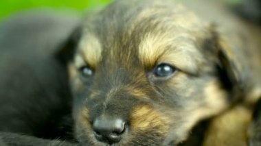 Melez köpek yavrusu portre