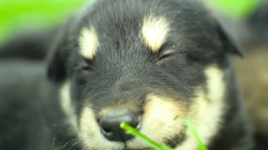 Melez köpek yavrusu portre