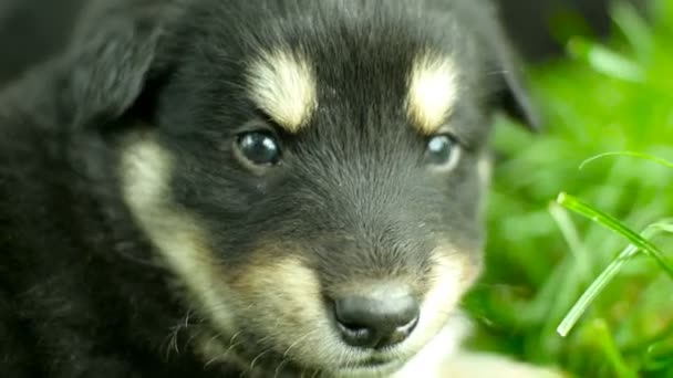 Mongrel puppy closeup — Stock Video