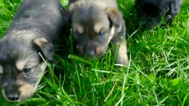 Mongrel puppies closeup — Stock Video