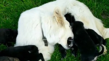 Küçük yavru yavru annesinin, yeni doğmuş köpekler besleme
