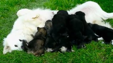 Küçük yavru yavru annesinin, yeni doğmuş köpekler besleme
