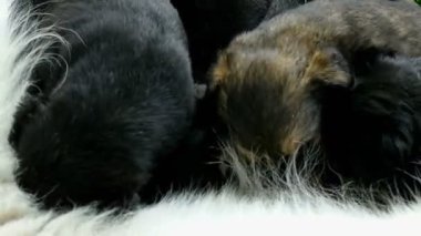 Küçük yavru yavru annesinin, yeni doğmuş köpekler besleme