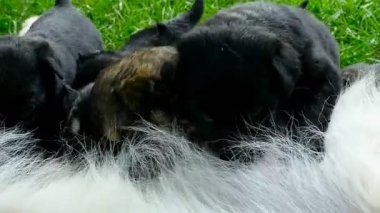 Küçük yavru yavru annesinin, yeni doğmuş köpekler besleme