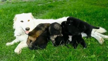 Küçük yavru yavru annesinin, yeni doğmuş köpekler besleme