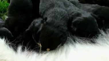 Küçük yavru yavru annesinin, yeni doğmuş köpekler besleme