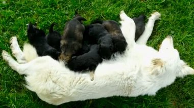 Küçük yavru yavru annesinin, yeni doğmuş köpekler besleme