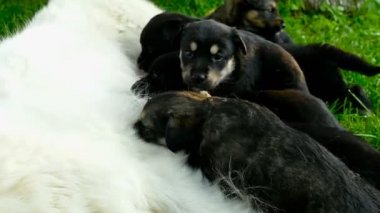 Küçük yavru yavru annesinin, yeni doğmuş köpekler besleme