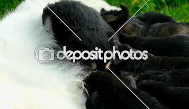 Küçük yavru yavru annesinin, yeni doğmuş köpekler besleme