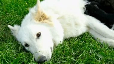 Küçük yavru yavru annesinin, yeni doğmuş köpekler besleme