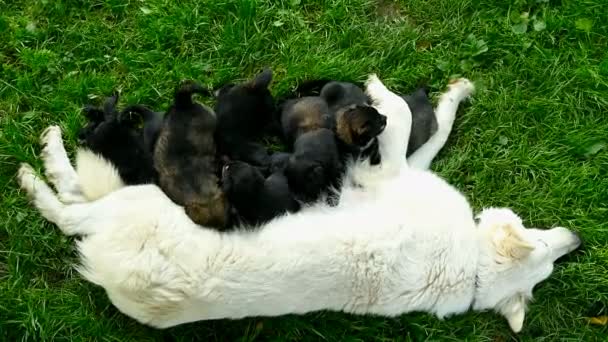 Piccoli cuccioli che allattano sua madre, cuccioli appena nati che si nutrono — Video Stock