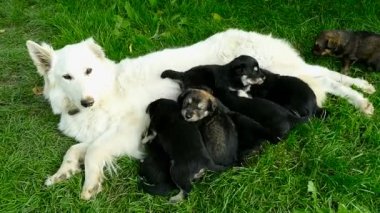 Küçük yavru yavru annesinin, yeni doğmuş köpekler besleme